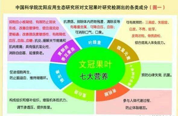 文冠果的药用价值