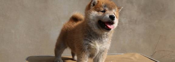 柴犬是不是可以吃桃子<strong></p>
<p>桃子</strong>？