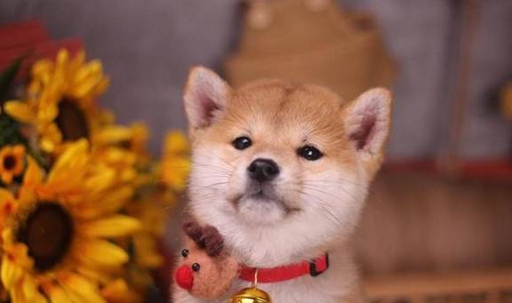 柴犬是不是可以吃桃子<strong></p>
<p>桃子</strong>？