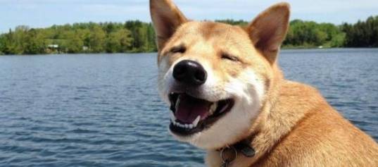柴犬是不是可以吃桃子<strong></p>
<p>桃子</strong>？