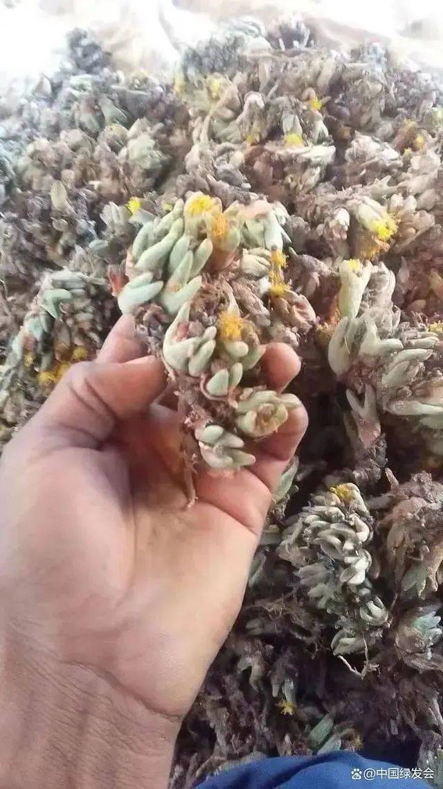 肉锥爱好者呼吁：别再炒产地种了<strong></p>
<p>炒币网</strong>！肉锥清网行动请大家共同守护“众生的地球
