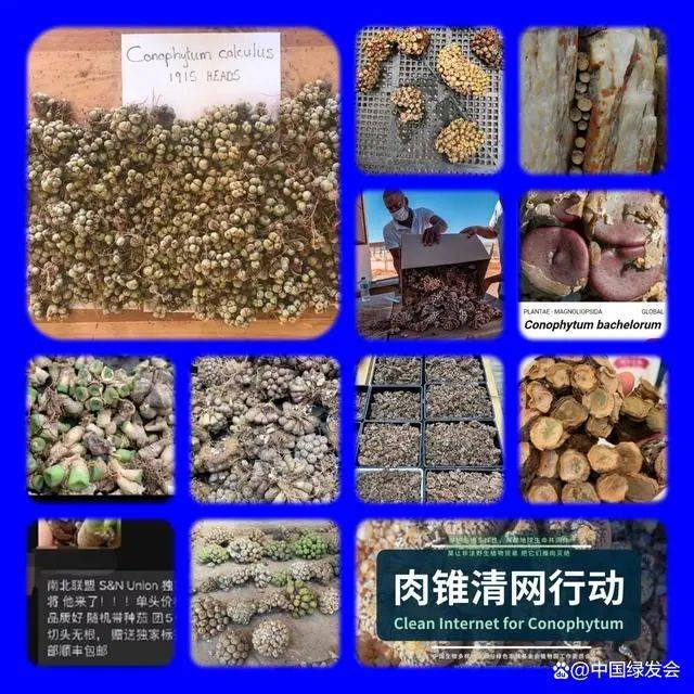 肉锥爱好者呼吁：别再炒产地种了<strong></p>
<p>炒币网</strong>！肉锥清网行动请大家共同守护“众生的地球