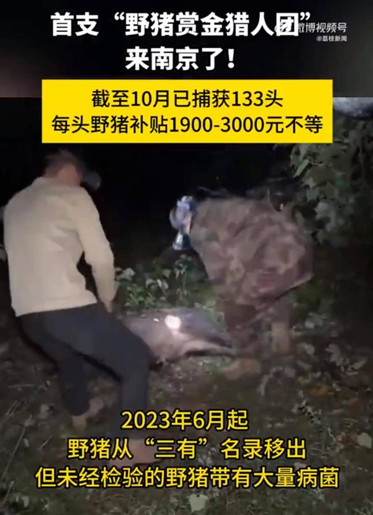 赏金猎人团已在南京捕获133头野猪<strong></p>
<p>Fiery</strong>，还差67头才能拿到每头二三千元补贴，他们真的很赚钱？