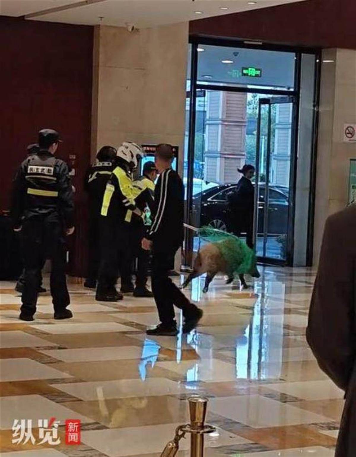 赏金猎人团已在南京捕获133头野猪<strong></p>
<p>Fiery</strong>，还差67头才能拿到每头二三千元补贴，他们真的很赚钱？