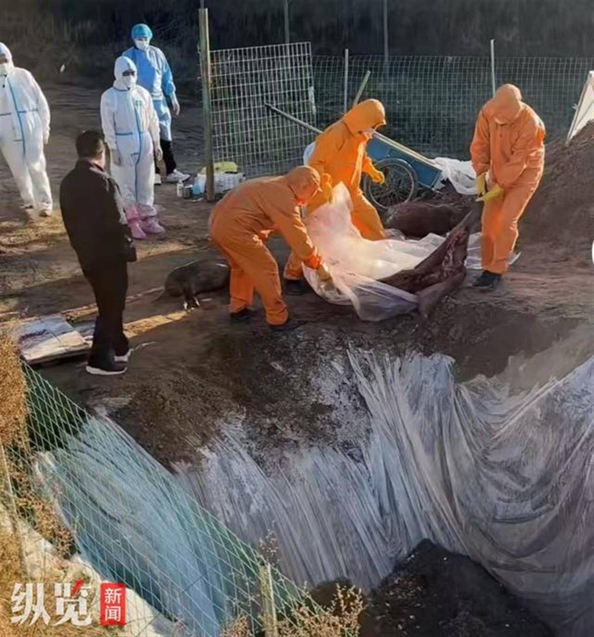赏金猎人团已在南京捕获133头野猪<strong></p>
<p>Fiery</strong>，还差67头才能拿到每头二三千元补贴，他们真的很赚钱？