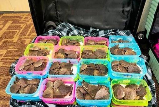 七个行李箱装满<strong></p>
<p>huya</strong>，两女子想走私4300多只乌龟，吉隆坡机场被捕