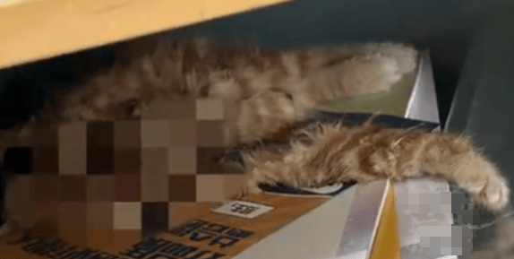 流浪猫尸首分离被塞进课桌<strong></p>
<p>USDT交易</strong>，谁干的？高校公布监控，惊呆很多人
