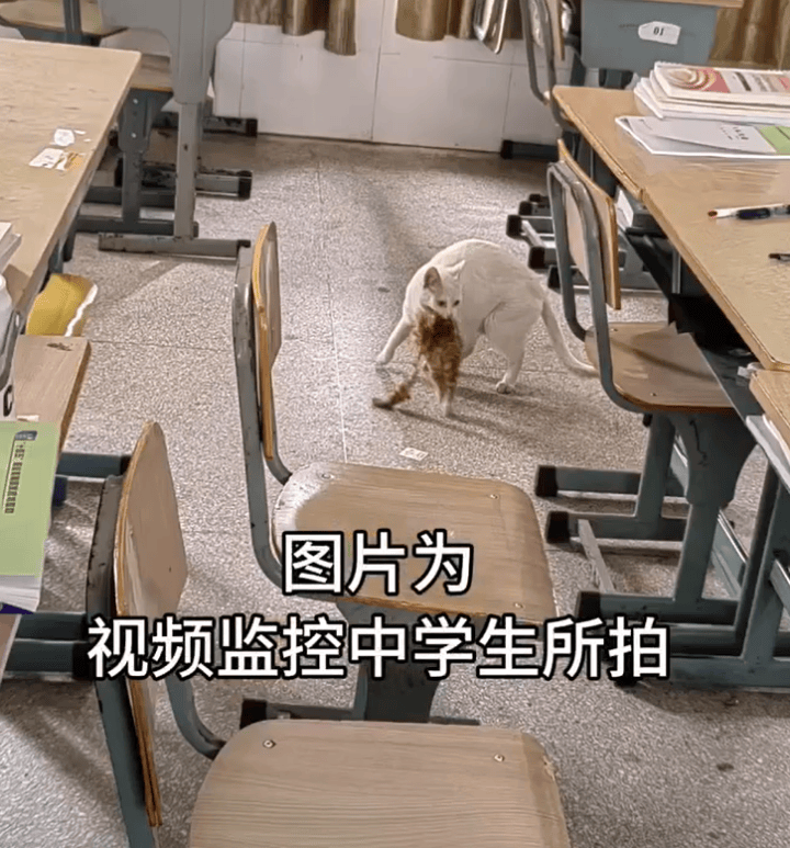 流浪猫尸首分离被塞进课桌<strong></p>
<p>USDT交易</strong>，谁干的？高校公布监控，惊呆很多人