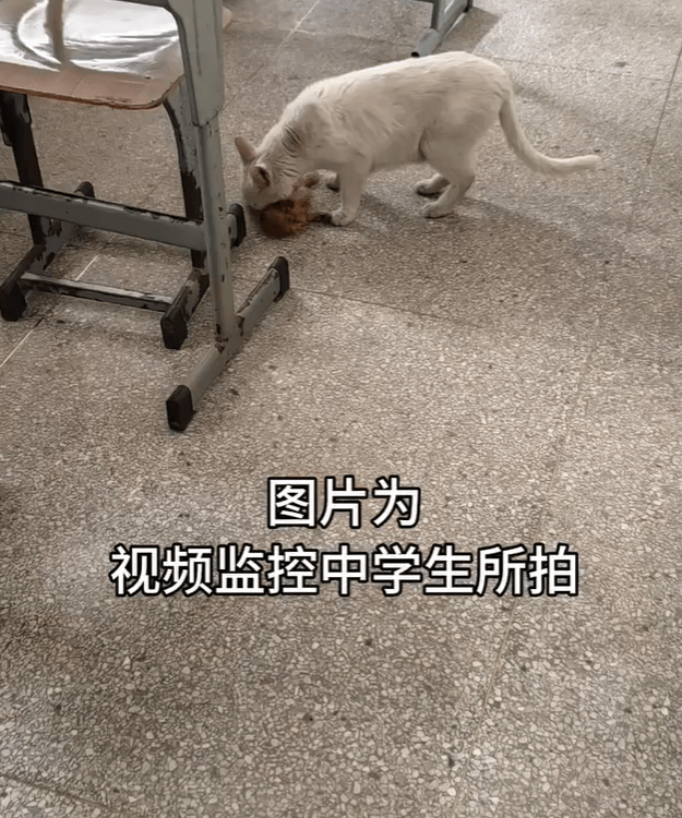 流浪猫尸首分离被塞进课桌<strong></p>
<p>USDT交易</strong>，谁干的？高校公布监控，惊呆很多人