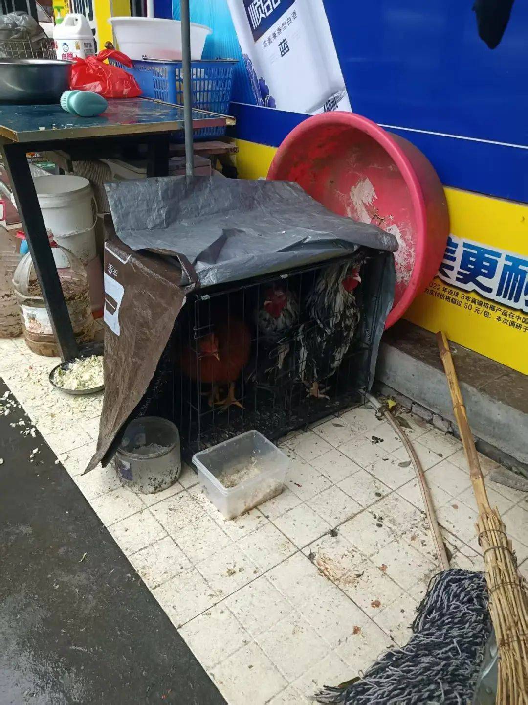 凌晨打鸣到天亮！长沙一小区超市养4只公鸡邻居难入睡<strong></p>
<p>XRP交易</strong>，回应：尽快吃掉