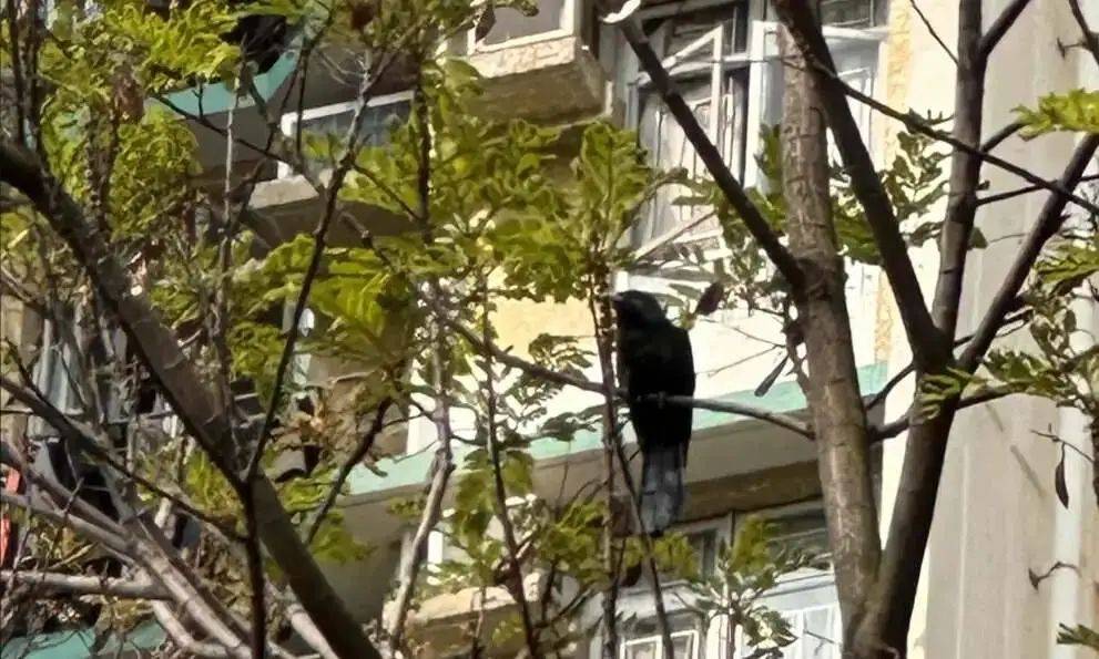 “周末想睡个懒觉都不行”<strong></p>
<p>莱特币交易</strong>，有多少深圳人被这种鸟吵到神经衰弱