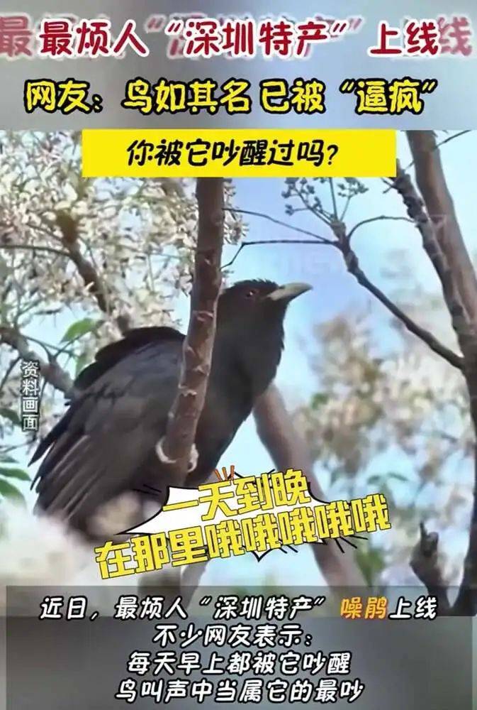 “周末想睡个懒觉都不行”<strong></p>
<p>莱特币交易</strong>，有多少深圳人被这种鸟吵到神经衰弱