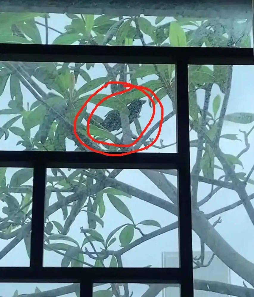 “周末想睡个懒觉都不行”<strong></p>
<p>莱特币交易</strong>，有多少深圳人被这种鸟吵到神经衰弱