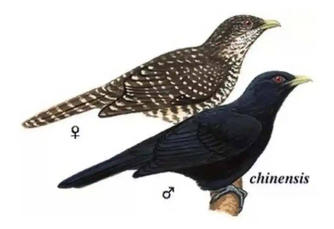 “周末想睡个懒觉都不行”<strong></p>
<p>莱特币交易</strong>，有多少深圳人被这种鸟吵到神经衰弱