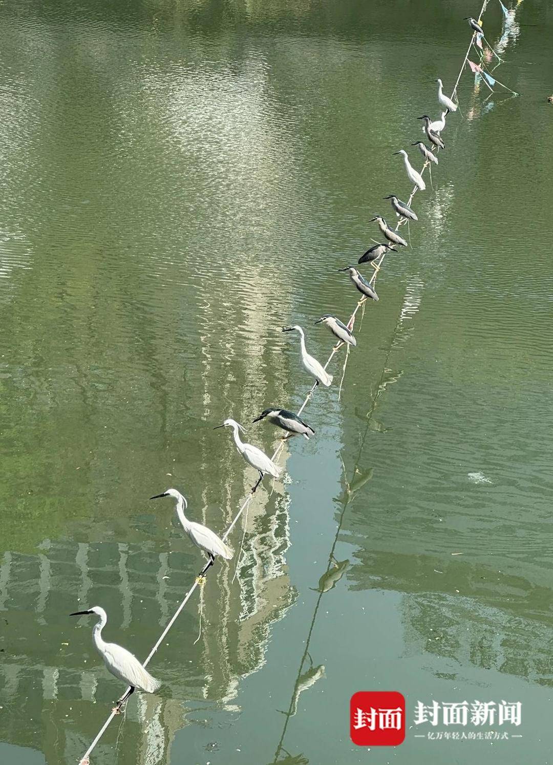 成都又见江上“神”鸟<strong></p>
<p>XRP交易所</strong>，洗完脚又排排站 网友：在等红绿灯吗？