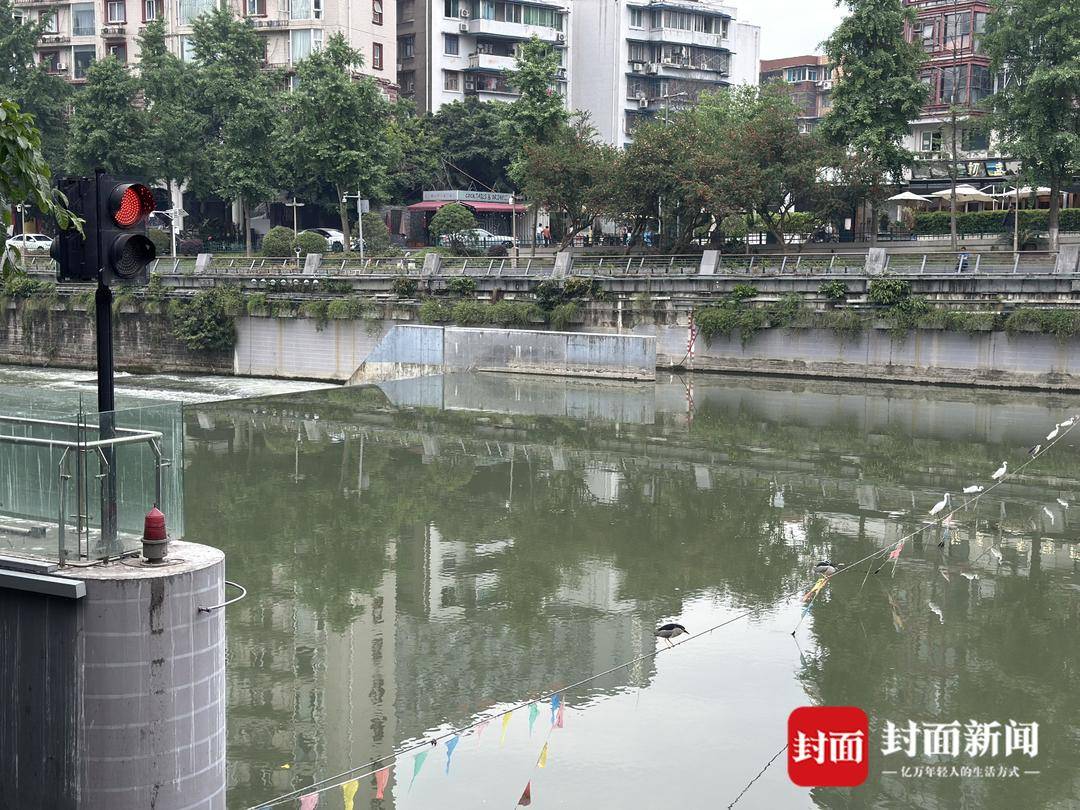 成都又见江上“神”鸟<strong></p>
<p>XRP交易所</strong>，洗完脚又排排站 网友：在等红绿灯吗？