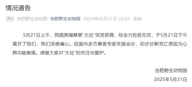 网红猴“大壮”突然离世<strong></p>
<p>波卡币交易所</strong>！曾因方脸“丑”出圈