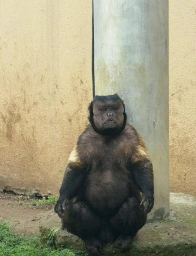 网红猴“大壮”突然离世<strong></p>
<p>波卡币交易所</strong>！曾因方脸“丑”出圈