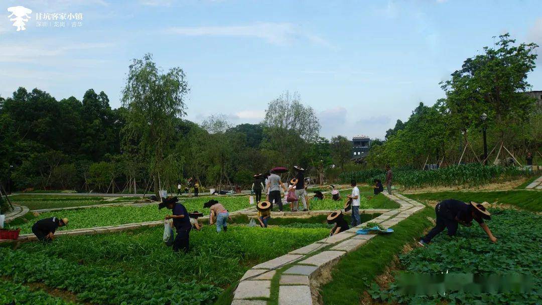 玩客家(玩客家跑路了)