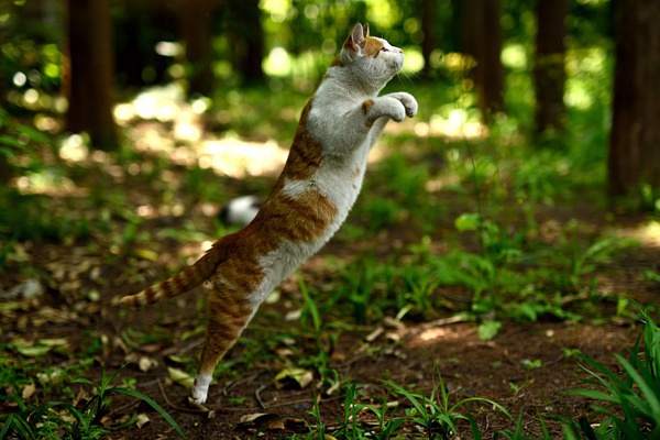 飞猫(飞猫分身卡在哪可以买)