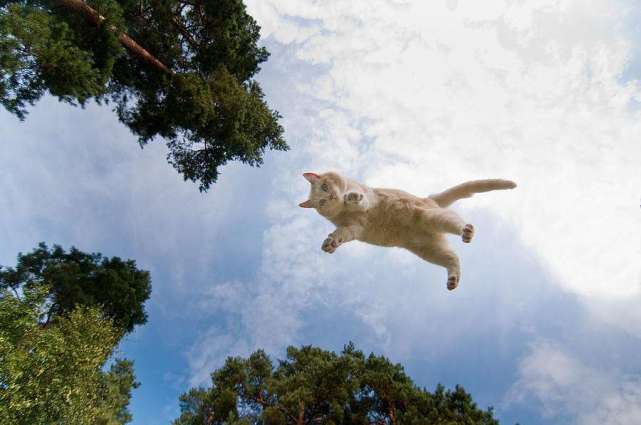 飞猫(飞猫助手)