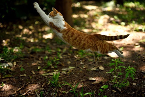 飞猫(飞猫伴侣激活码填什么)