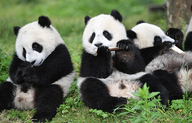 PandaFe(潘达峰是什么意思)
