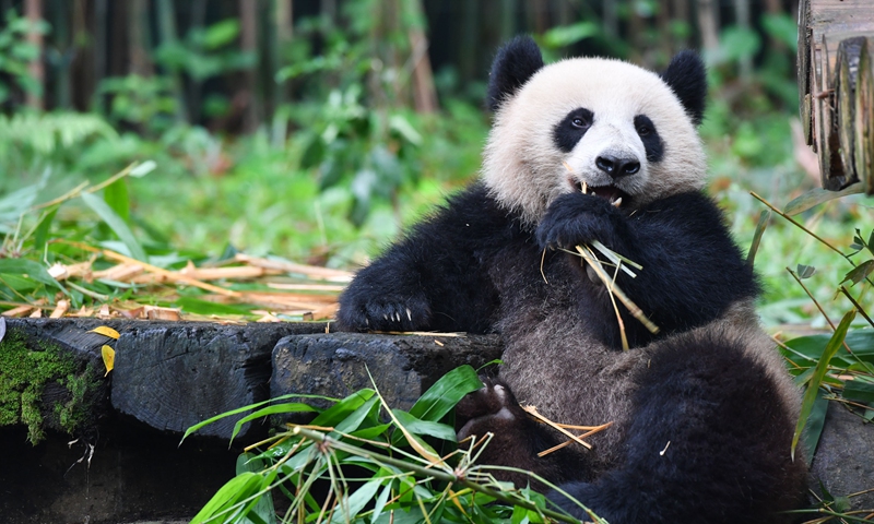 PandaFe(潘达峰是什么意思)