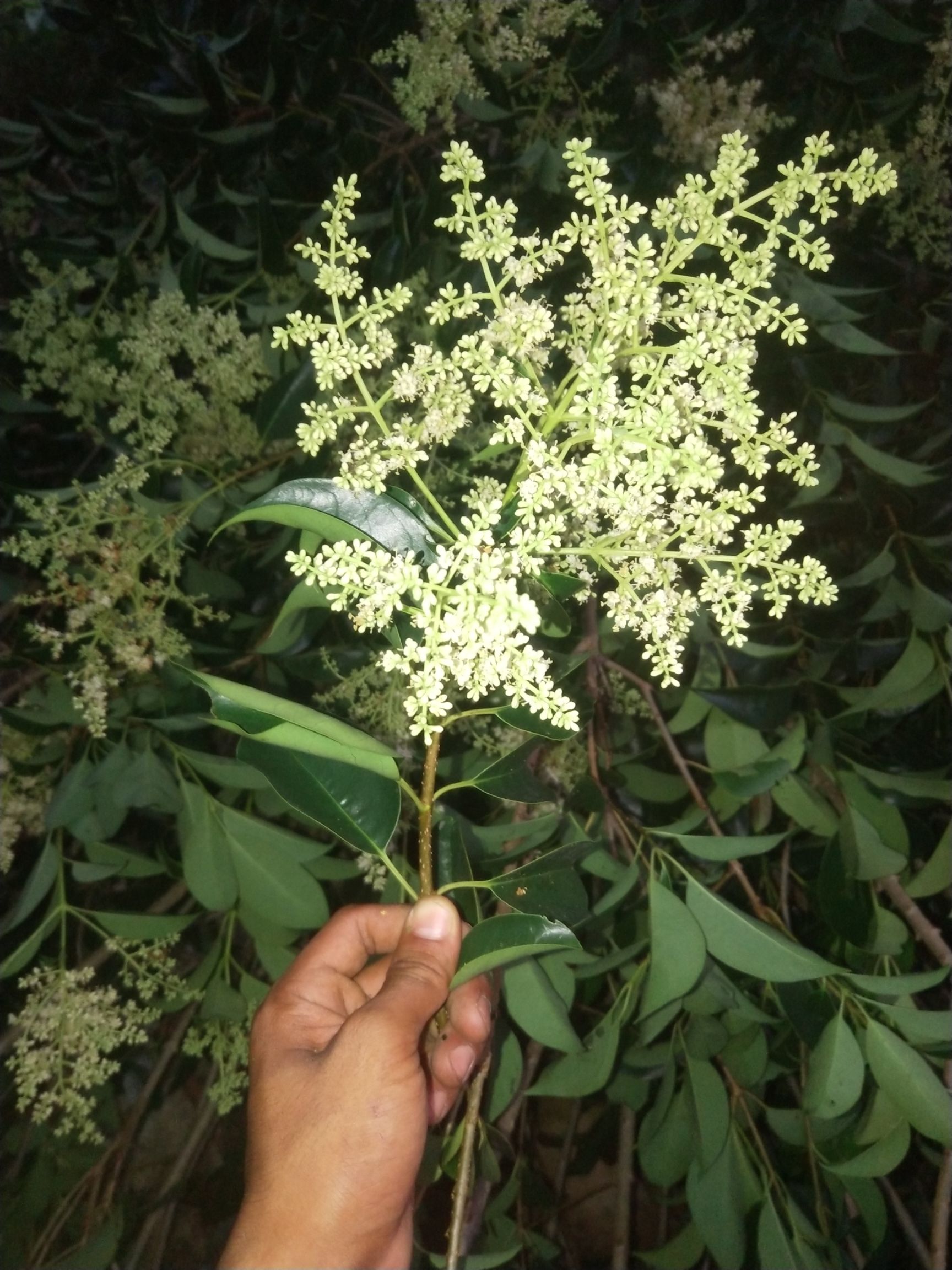 檀香(檀香是干什么用的)