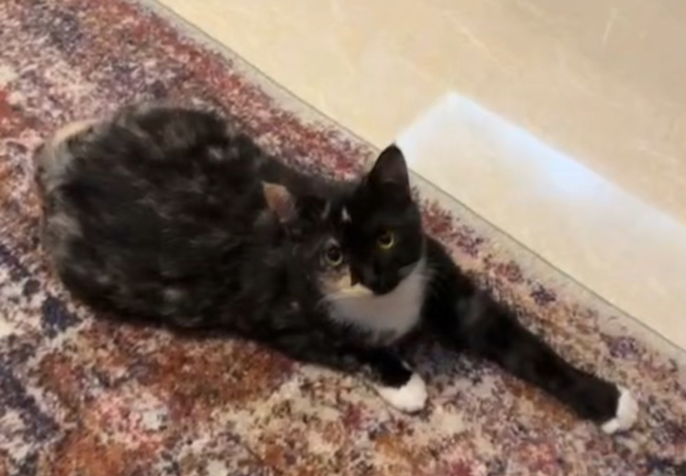 飞猫(飞猫网页版官网)