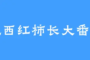 吃西红柿长大番茄